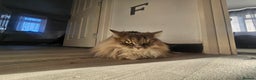 Maine Coon cats for sale: Maine Coon Bella  - Advert 7