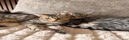 Savannah cats for sale: Ready to leave f4 kitten  - Advert 2