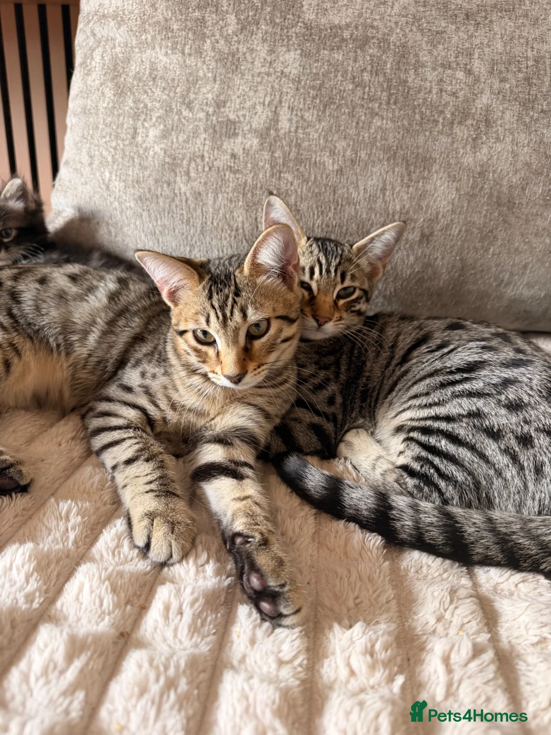 Savannah cats for sale: Ready to leave f4 kitten  - Advert 2