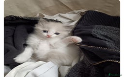 Ragdoll cats for sale: Ragdoll 2 girl🐈 and 3 boy🐈‍⬛. - Image 8