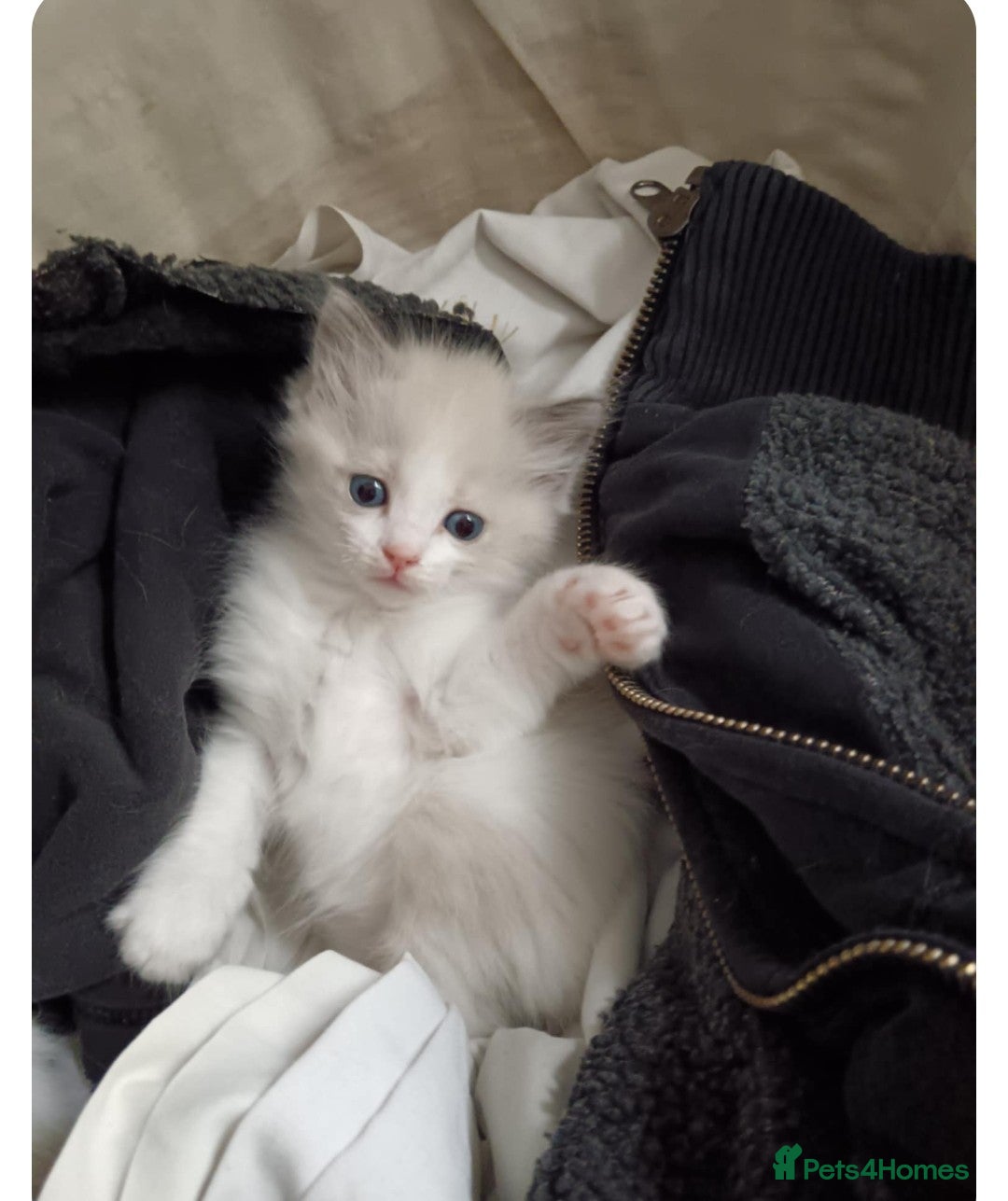 Ragdoll cats for sale: Ragdoll 2 girl🐈 and 3 boy🐈‍⬛. - Image 8
