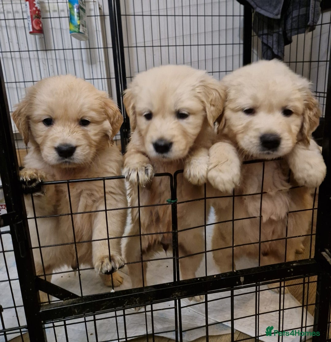 Golden Retriever dogs for sale: KC GoldenRetriver,READY NOW - Advert 8