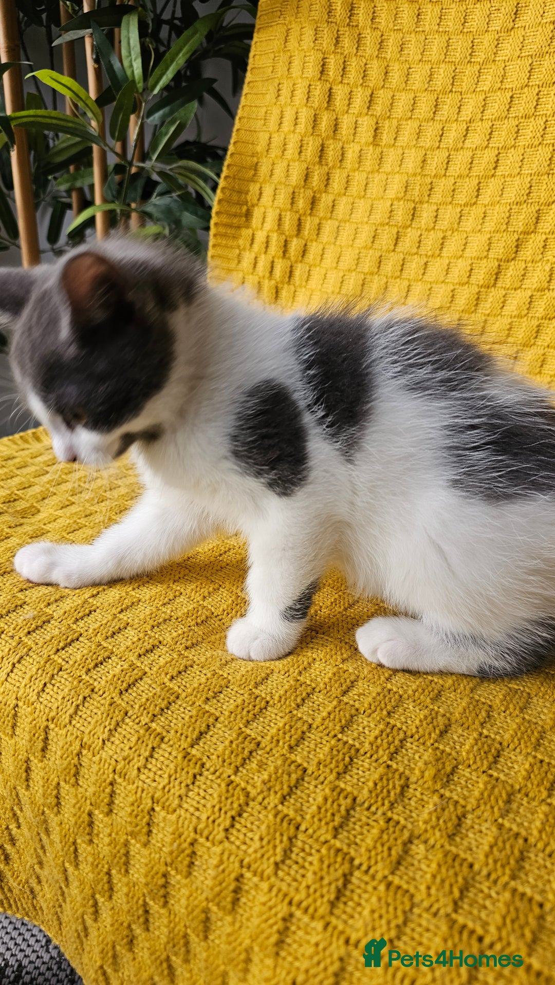 Mixed Breed cats for sale: 2 outstanding beauty girls  - Image 10