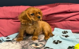 Cavalier King Charles Spaniel dogs for sale: Cavalier king Charles  Ruby's puppy's   - Image 39