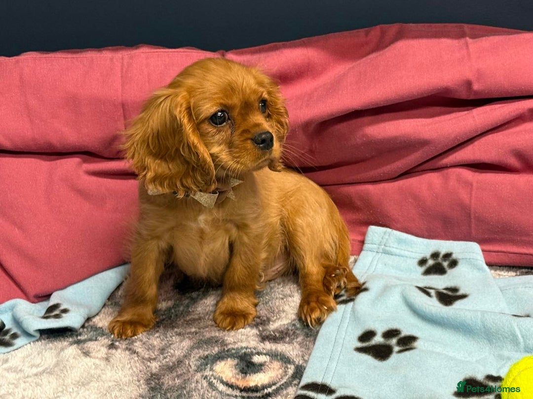 Cavalier King Charles Spaniel dogs for sale: Cavalier king Charles  Ruby's puppy's   - Image 39