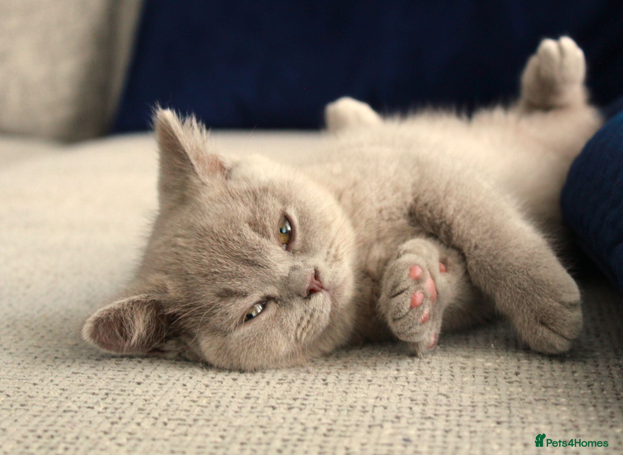 British Shorthair cats Chunky Teddy Bear ✨ Pure British Shorthair Kittens - Advert 2