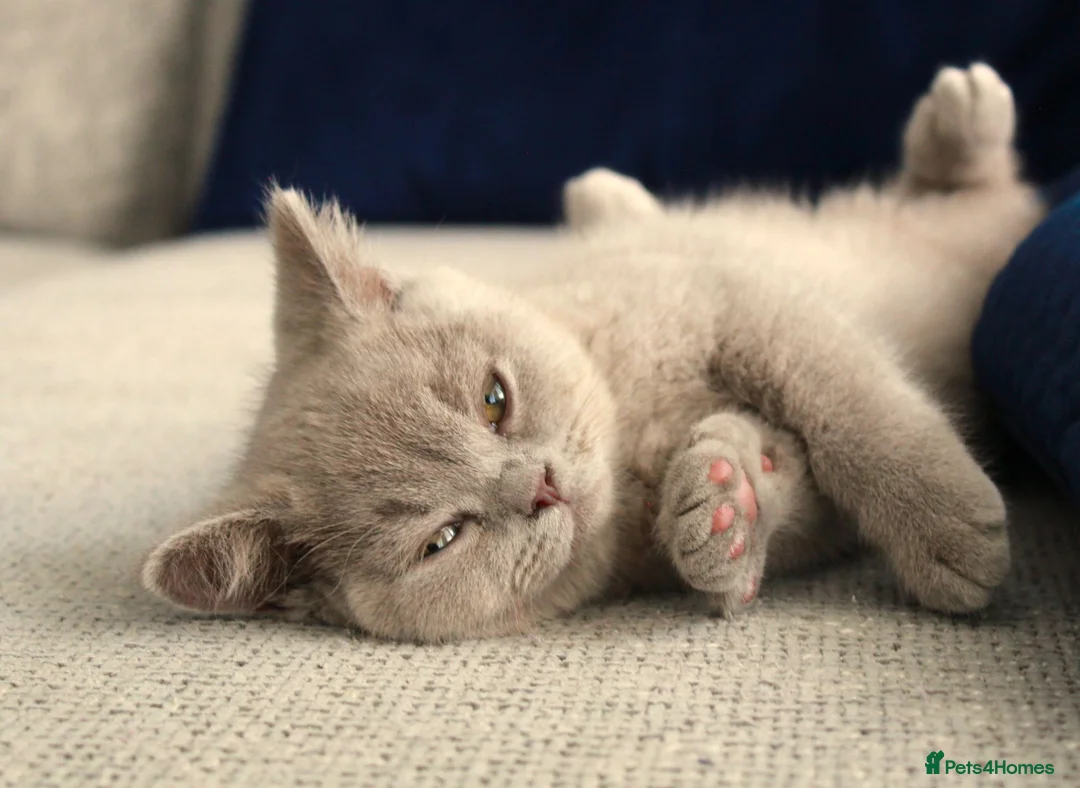British Shorthair cats for sale: Chunky Teddy Bear ✨ Pure British Shorthair Kittens - Advert 2