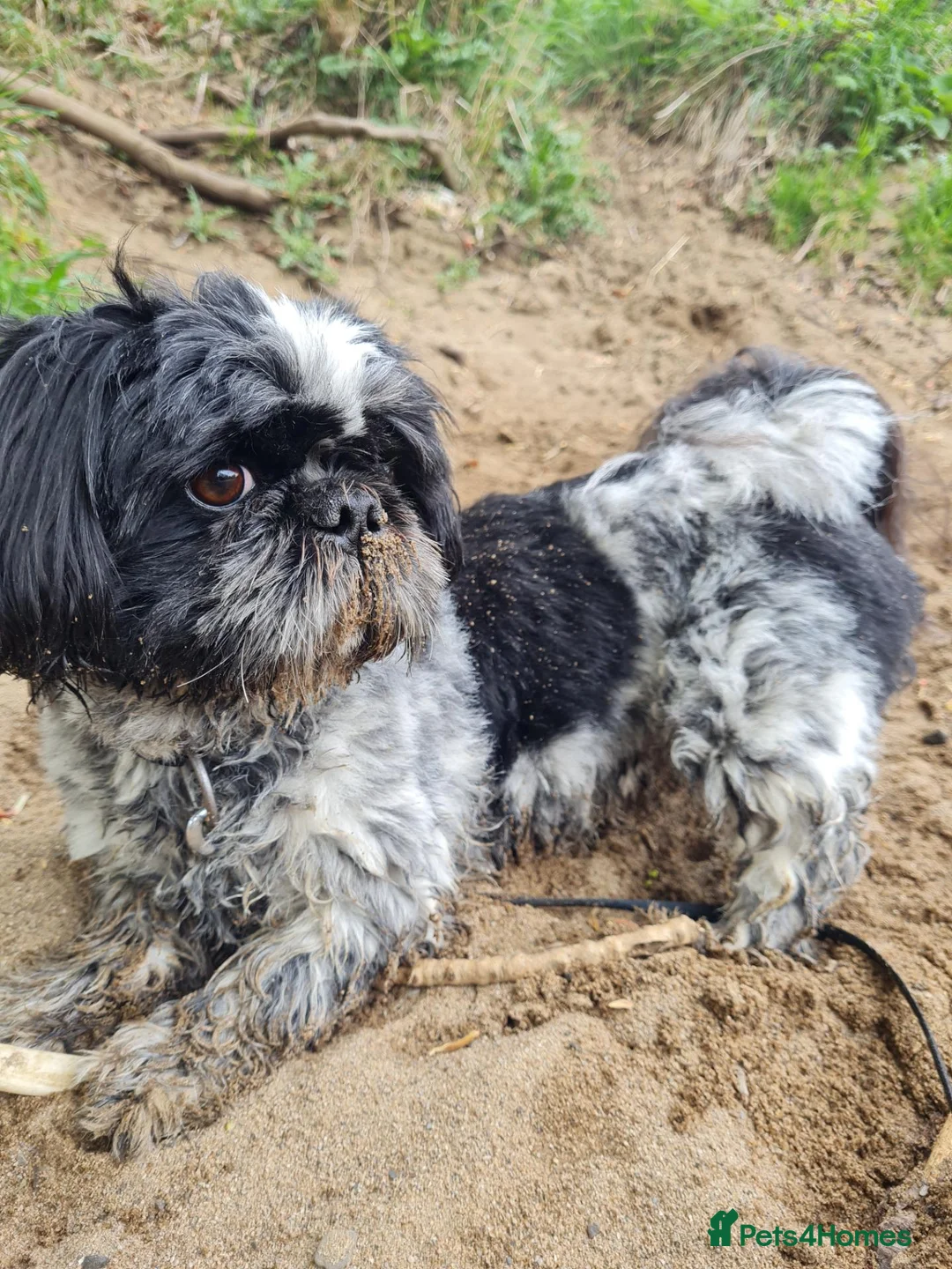 Mixed Breed dogs for stud: Archie ( shitzu and pekinese cross) not for sale  - Advert 2