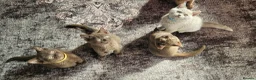 British Shorthair cats for sale: ✨ Stunning British Shorthair Available Vaccinated✨ - Advert 1