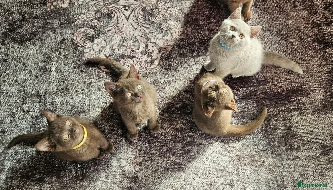 British Shorthair cats for sale: ✨ Stunning British Shorthair Available Vaccinated✨ - Advert 1