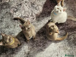 British Shorthair cats ✨ Stunning British Shorthair Kittens Available ✨ - Advert 16