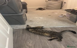 Mixed Breed cats for sale: 2 male cats  - Image 2