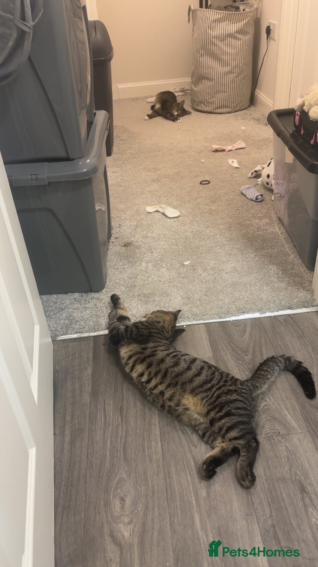 Mixed Breed cats for sale: 2 male cats  - Image 2