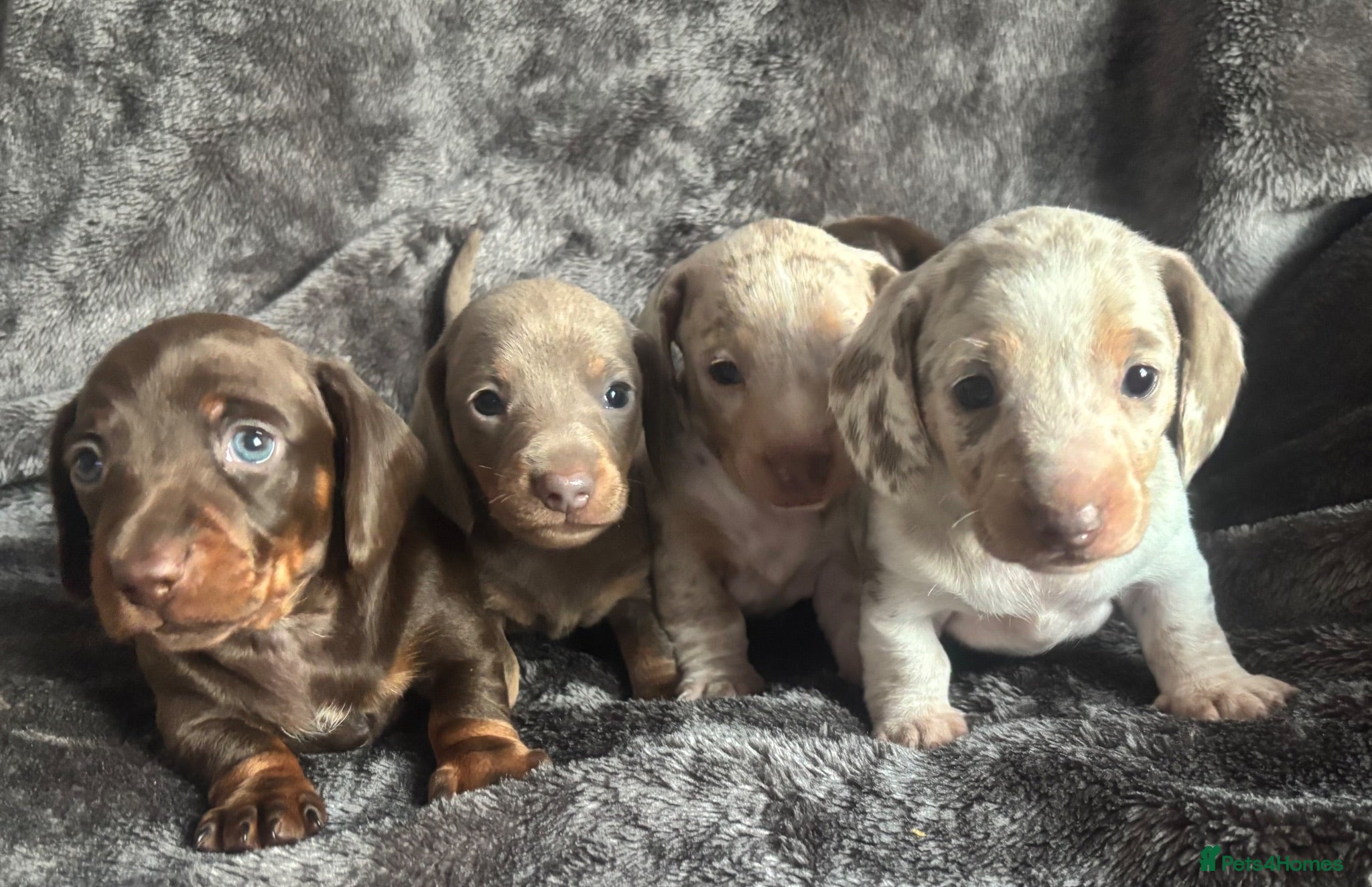 Miniature Dachshund dogs KC REGISTERED MINIATURE DACHSHUND PUPPYS - Advert 1