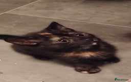 Mixed Breed cats for sale: 3 kittens for sale  - Image 2