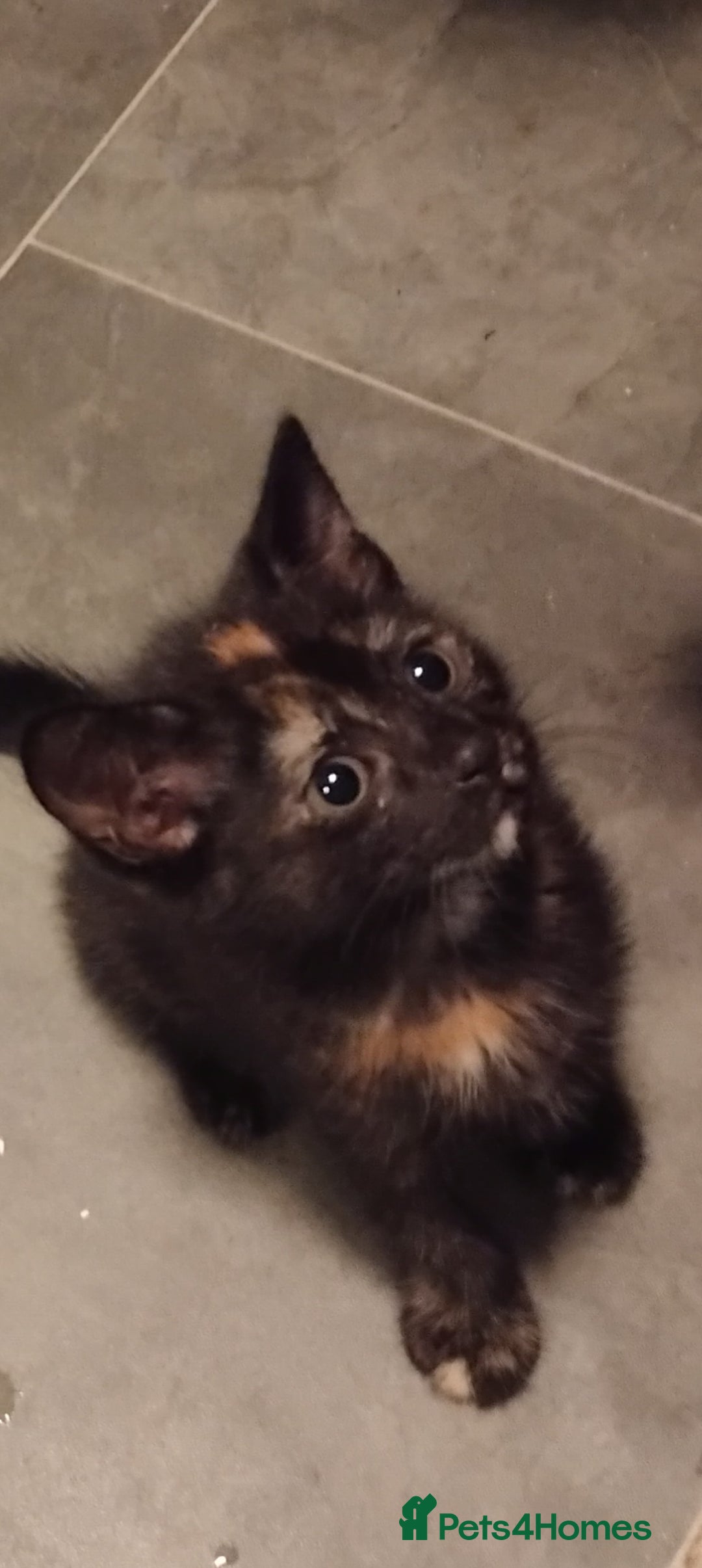 Mixed Breed cats for sale: 3 kittens for sale  - Image 2