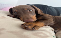 Miniature Dachshund dogs for sale: Chocolate and tan miniature dachshund  - Image 11