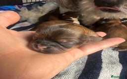 Shih Tzu dogs for sale: NEW Beautiful shih tzu puppies!!  - Image 16