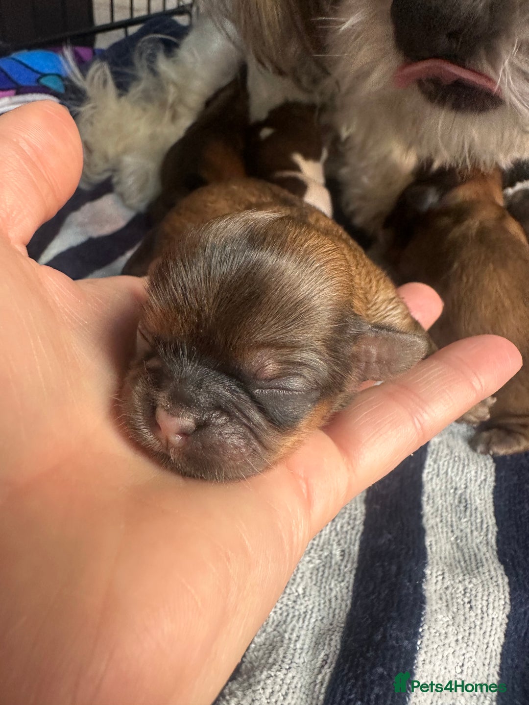 Shih Tzu dogs for sale: NEW Beautiful shih tzu puppies!!  - Image 16