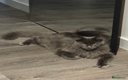 Maine Coon cats for sale: Maine Coon - Image 6