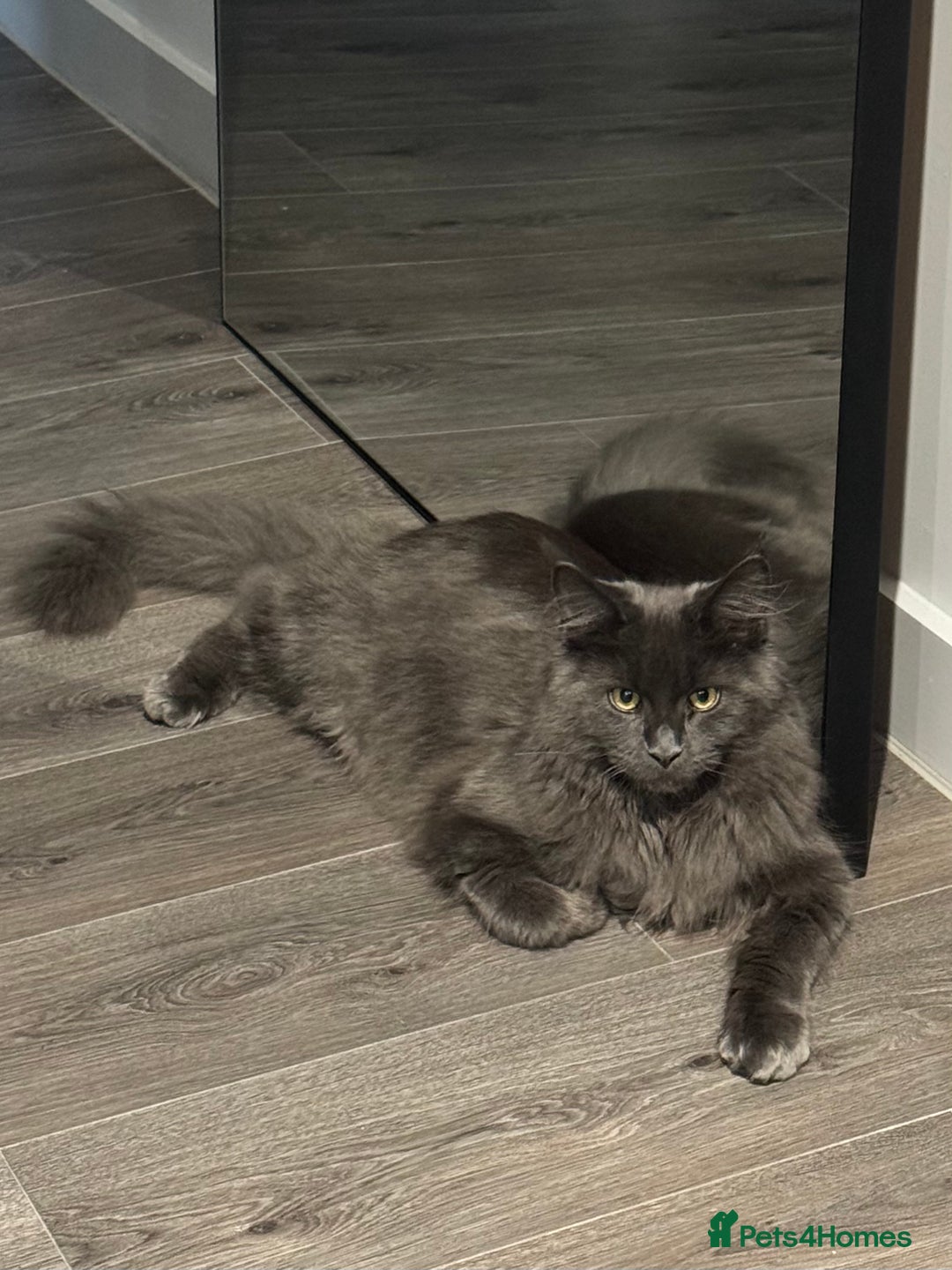 Maine Coon cats for sale: Maine Coon - Image 6