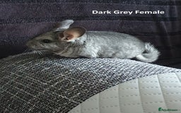 Chinchilla rodents for sale: Chinchillas - 10 weeks old - Advert 2