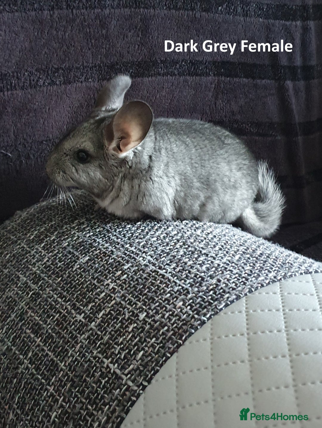 Chinchilla rodents for sale: Chinchillas - 10 weeks old - Advert 2