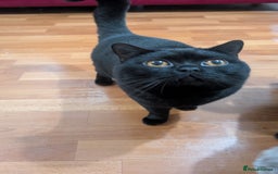 British Shorthair cats for stud: Pure British Short hair black cat for stud - Image 1
