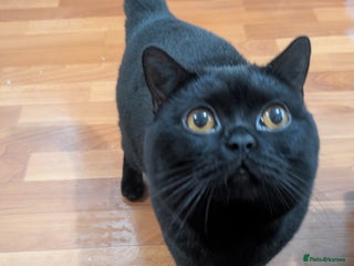 British Shorthair cats - Advert 25