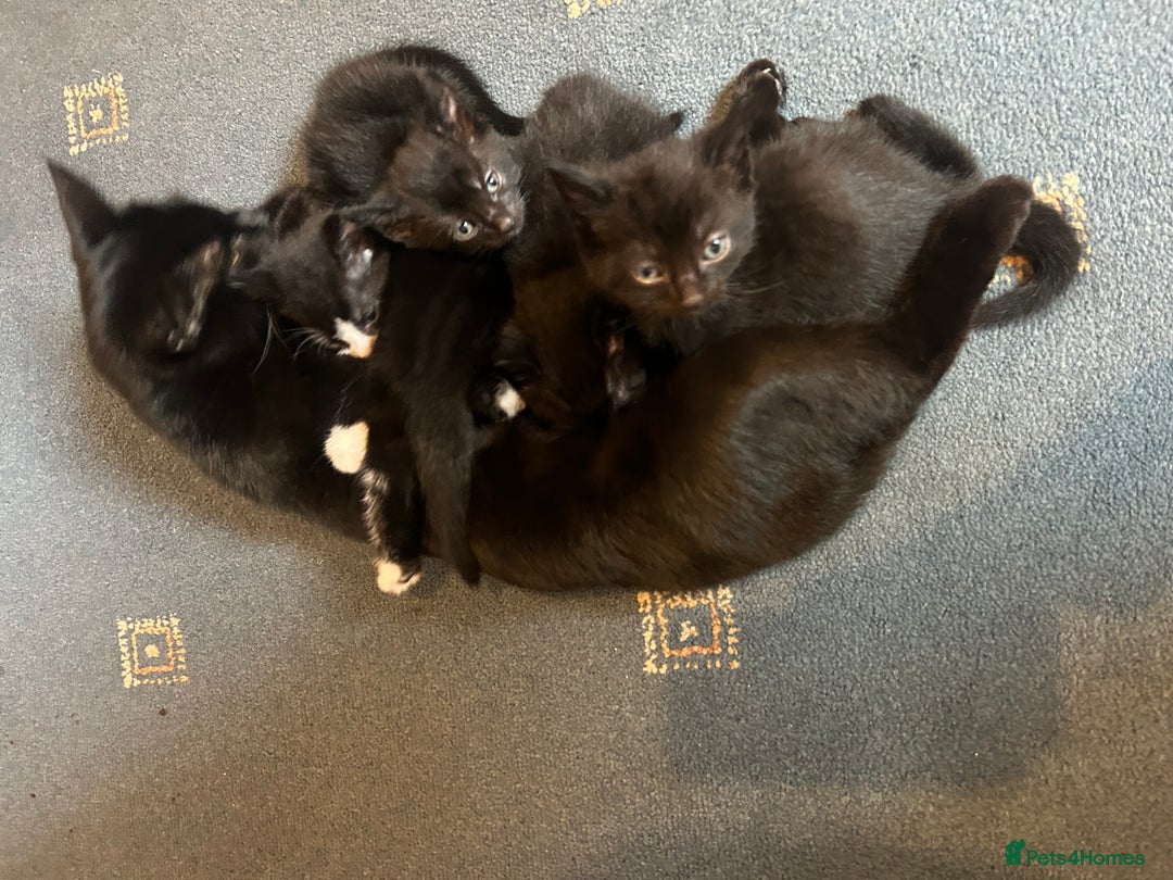 Mixed Breed cats for sale: 2x beautiful male black kittens left  - Image 6