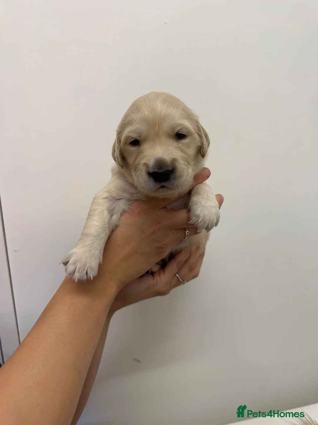 Golden Retriever dogs for sale: KC Registered Golden Retriever Puppies  - Advert 2