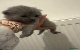 British Shorthair cats for sale: Short British hair kittens cross Scottish fold. - Image 6