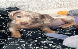 Miniature Dachshund dogs for sale: Miniature Dachshund Puppies  - Image 4