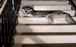 Siberian Husky dogs for sale: Female husky  - Image 3