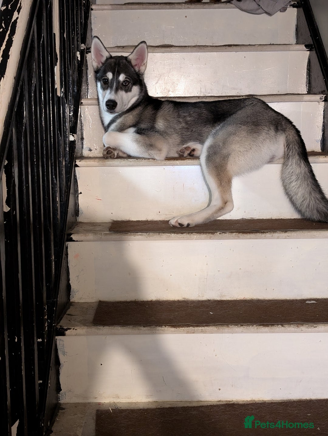 Siberian Husky dogs for sale: Female husky  - Image 3