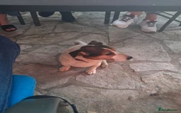 Mixed Breed dogs for sale: Test Advert: Mixed breed pup - Image 1