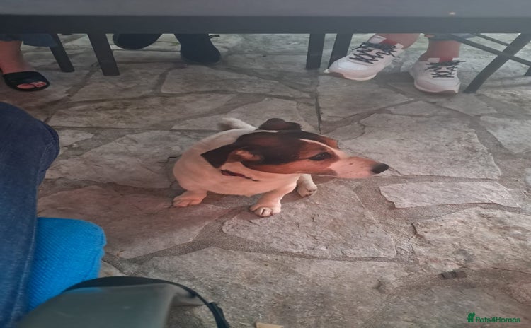 Mixed Breed dogs for sale - Advert 2