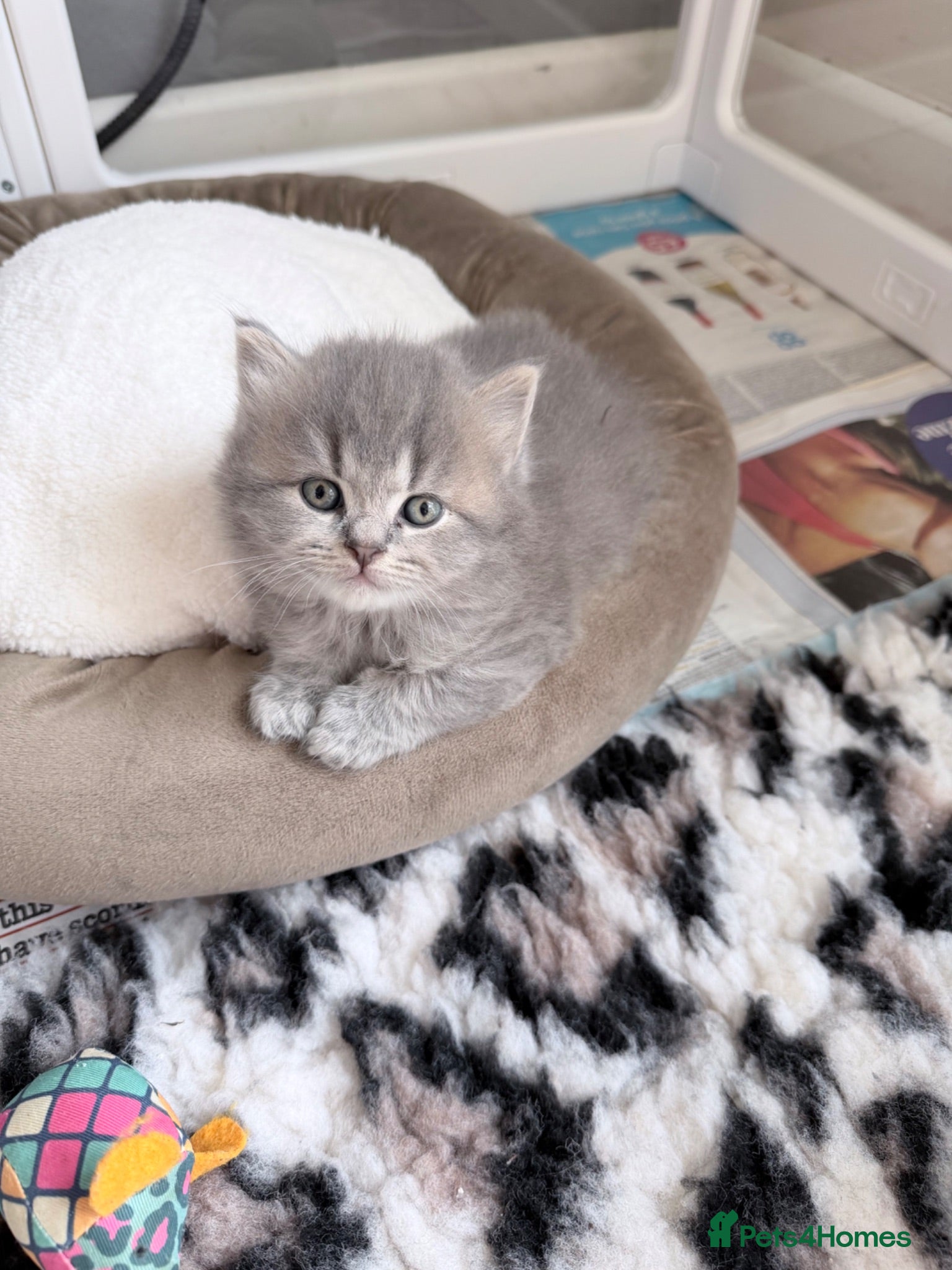 British Shorthair cats Exceptional British Shorthair kittens 🩷 - Advert 1