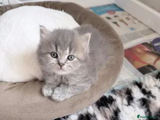 British Shorthair cats Exceptional British Shorthair kittens 🩷 - Advert 1