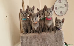 Russian Blue cats for sale: Pure Russian Blue kittens 💙  - Image 2