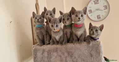 Russian Blue cats - Advert 13