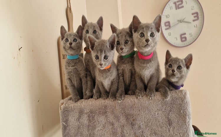 Russian Blue cats - Advert 2
