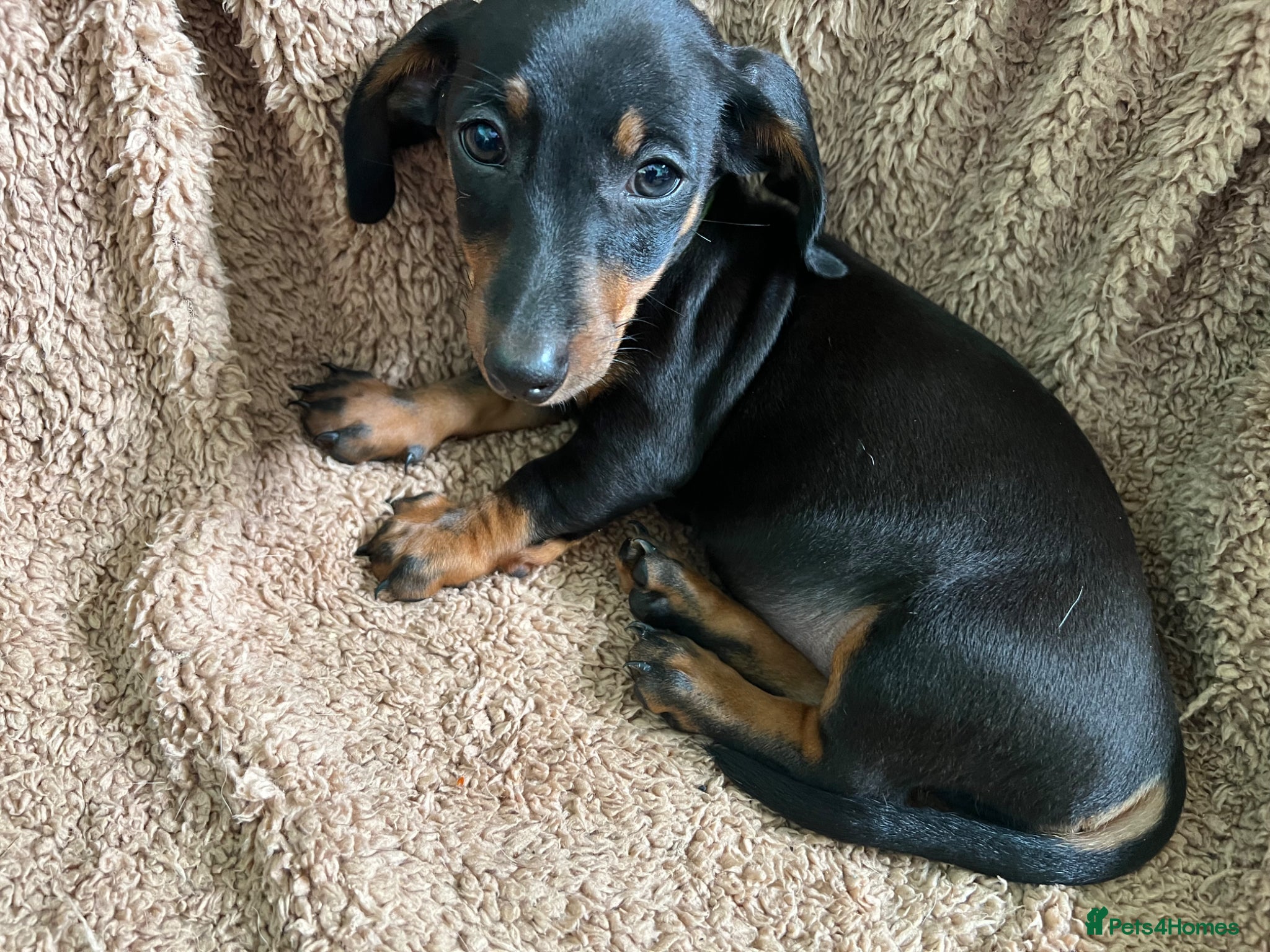 Dachshund dogs Home Reared Miniature Dachsund Puppies - Advert 1