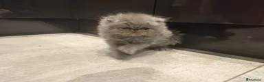 Persian 3