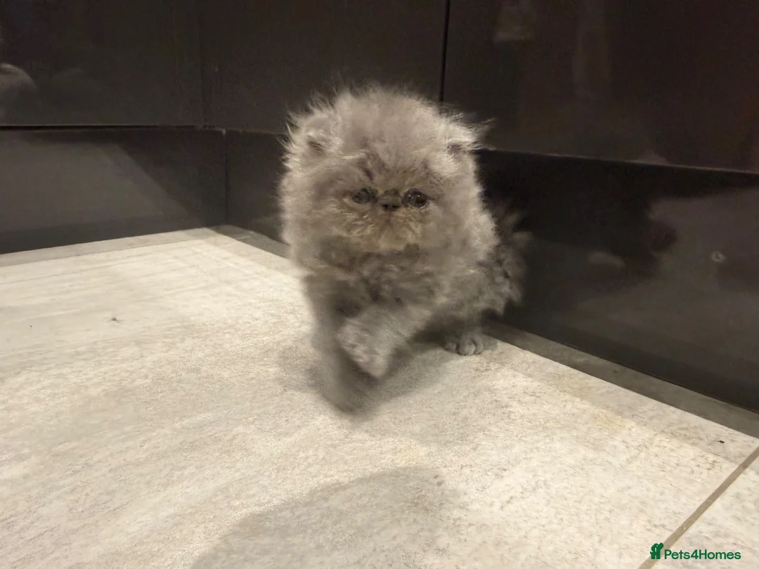 Persian cats for sale: GCCF Registered Blue Persian Kittens  - Advert 30