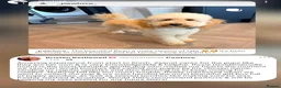 Mini Goldendoodle dogs for sale: Waiting list- F1BB Miniature Goldendoodle puppies  - Advert 5