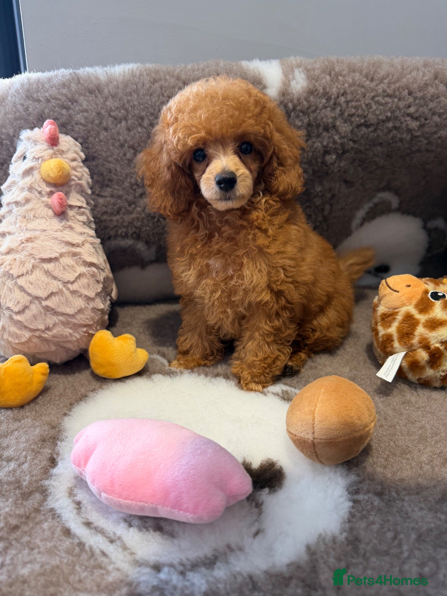 Toy Poodle dogs Exquisite KC Reg Toy Poodle  - Advert 1