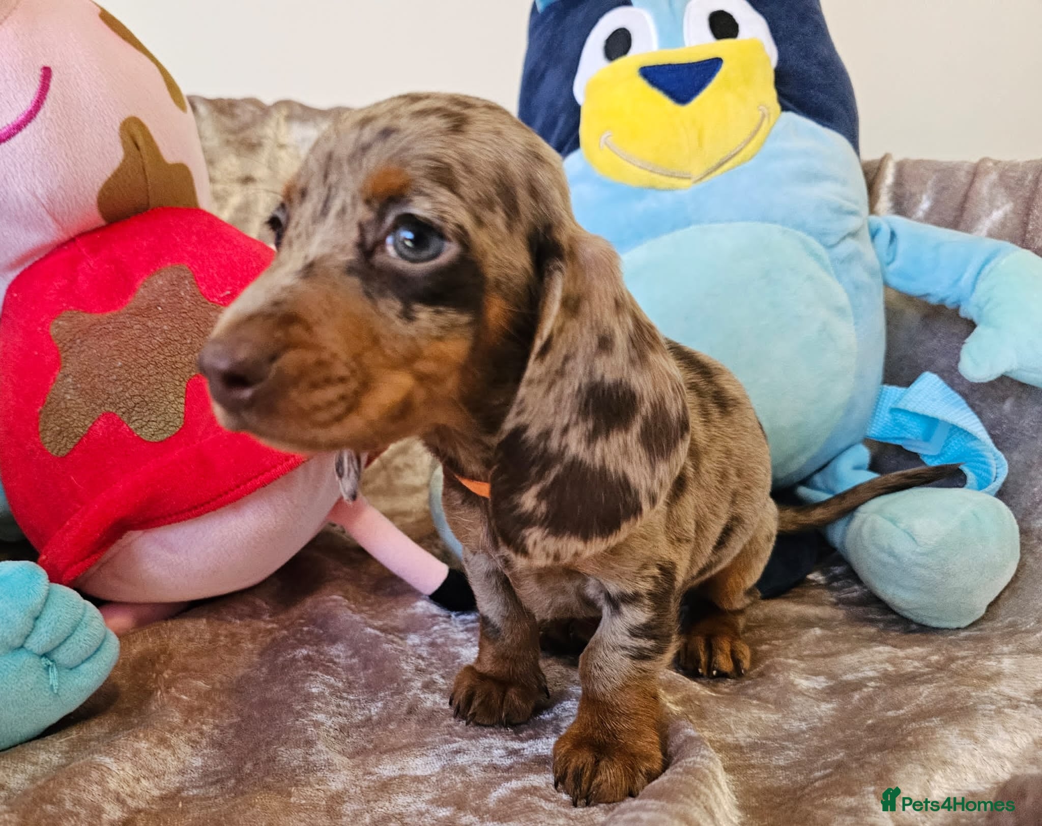 Dachshund dogs Charming Mini Dachshund Puppies  - Advert 6