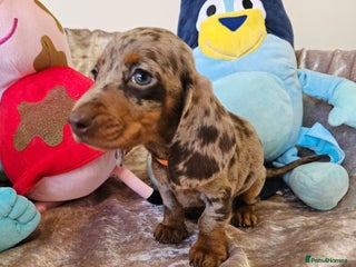 Dachshund dogs Charming Mini Dachshund Puppies - Advert 6