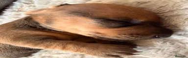 Dachshund 5